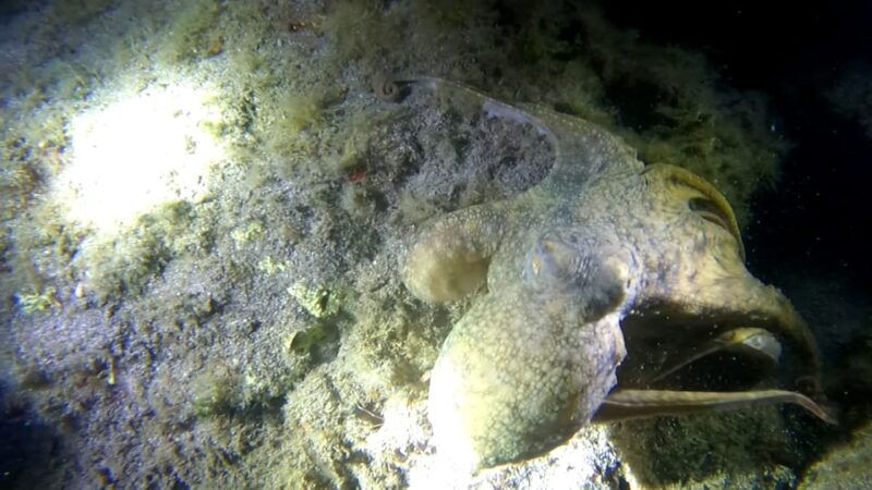 scuba-night-dive-for-certified-divers-in-tenerife