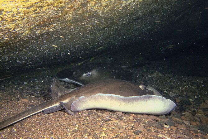 scuba-night-dive-on-tenerife-with-scubanana