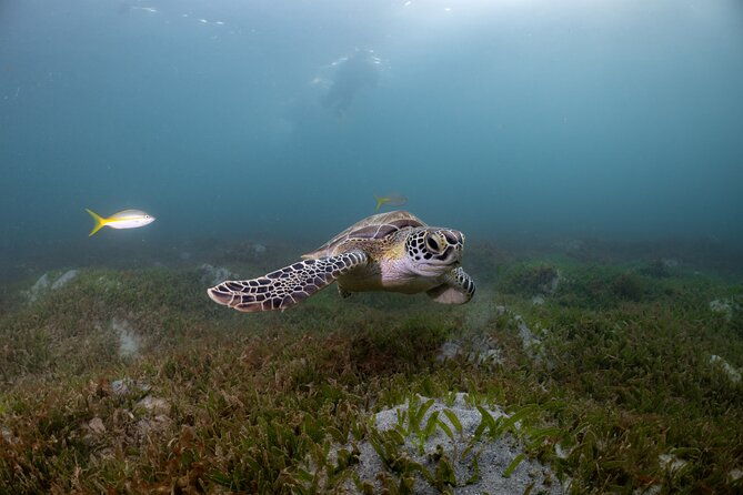 scuba-tour-for-certified-divers-in-san-juan