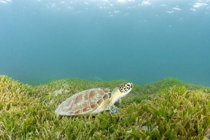 scuba-tour-for-certified-divers-in-san-juan