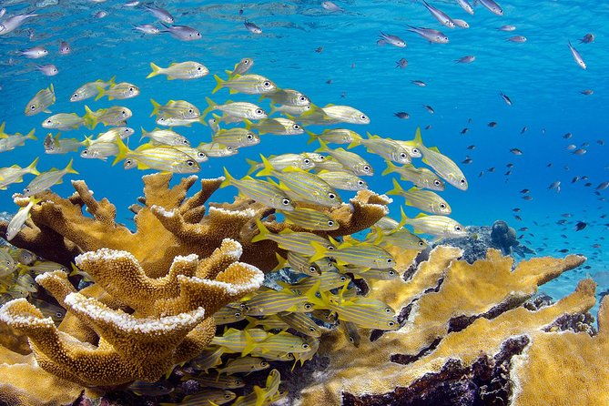 scubadoo-explore-the-ocean-in-punta-cana