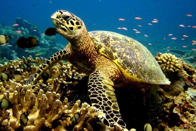 scubadoo-explore-the-ocean-in-punta-cana