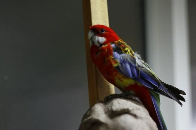 sculpt-to-florentine-pet