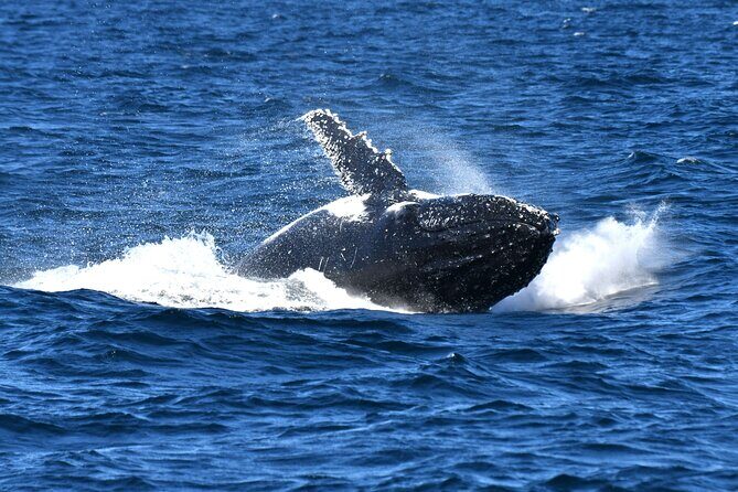 Sea Cliff Bridge Tours with Whale Watching and Wine Tasting - Frequently Asked Questions