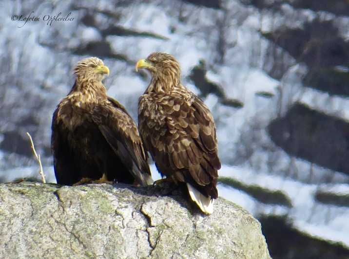 sea-eagle-nature-safari