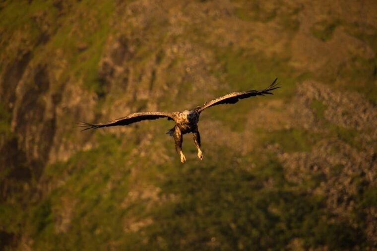 sea-eagle-nature-safari