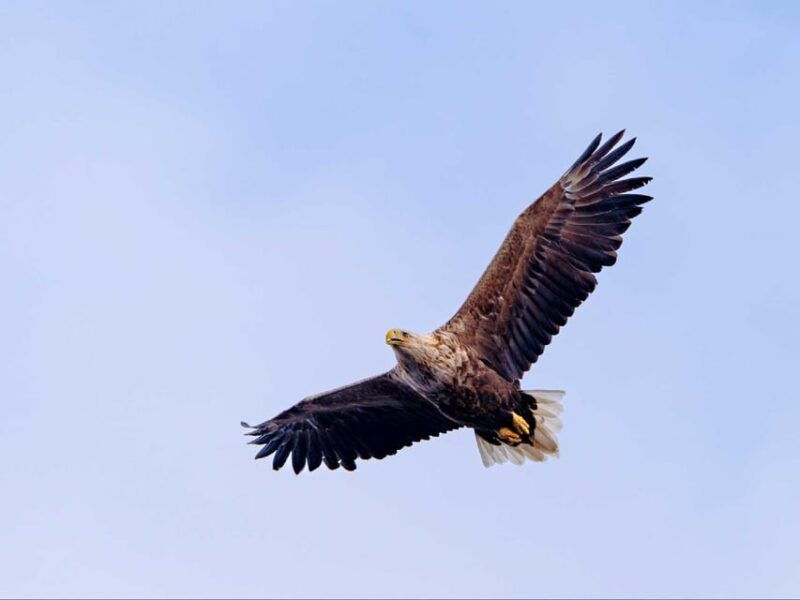 sea-eagle-sunset-cruise