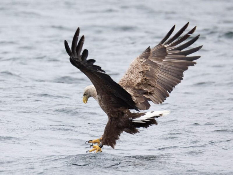 sea-eagle-sunset-cruise