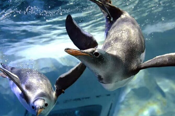 SEA LIFE Bangkok Ocean World Tickets - FAQ