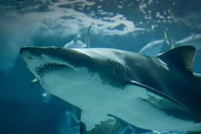 Sea Life Bangkok Ocean World Tickets - FAQ