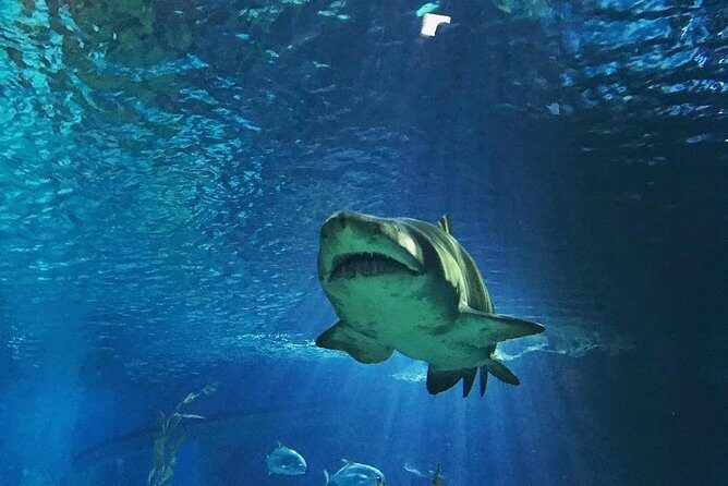 Sea Life Bangkok Ocean World Tickets - An Overview of the Experience