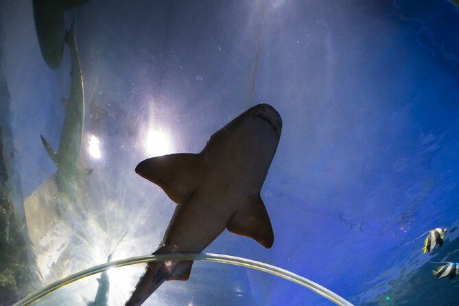 sea-life-birmingham-admission-ticket