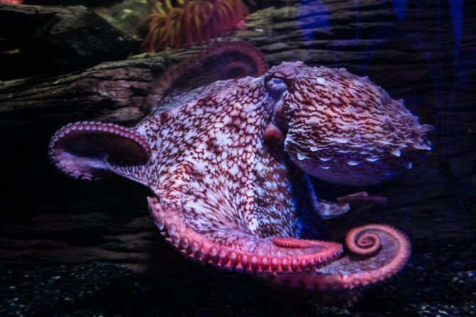 sea-life-birmingham-admission-ticket