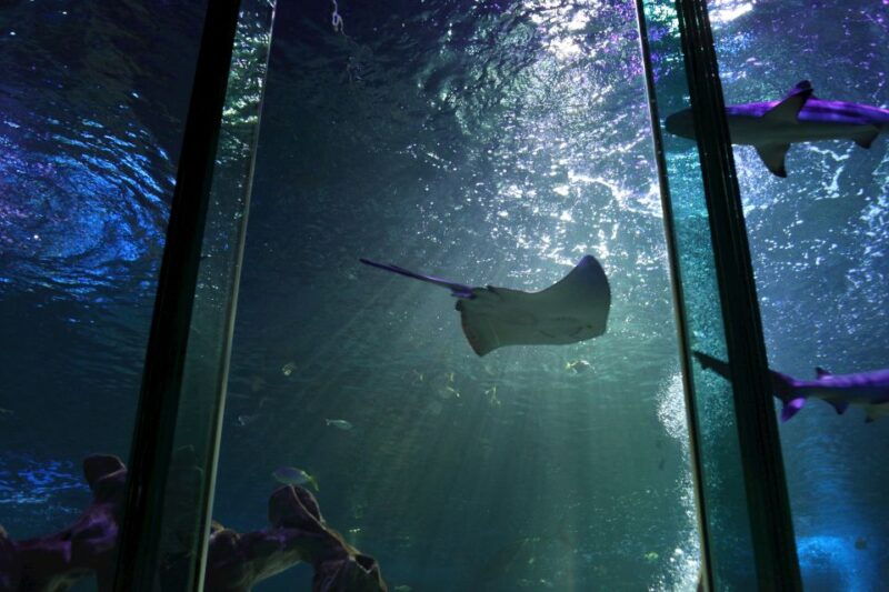 sea-life-blackpool-entrance-ticket