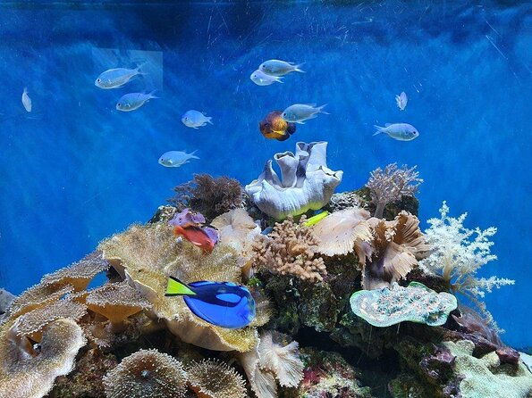 sea-life-great-yarmouth-general-admission