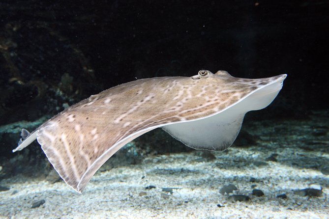 sea-life-great-yarmouth-general-admission