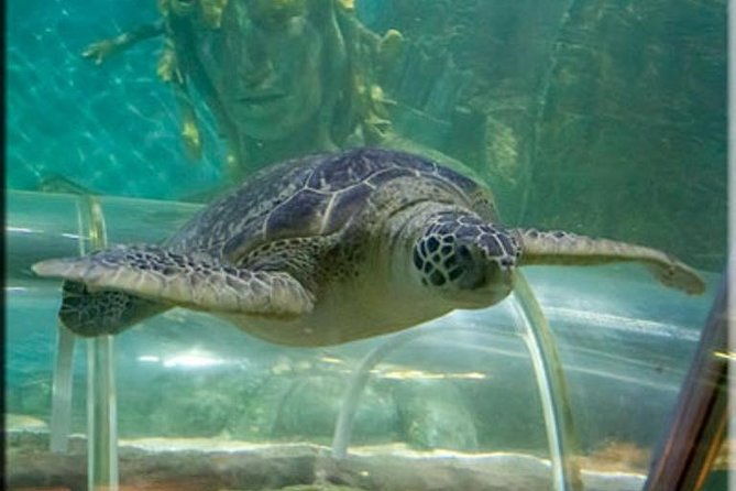 sea-life-great-yarmouth-general-admission