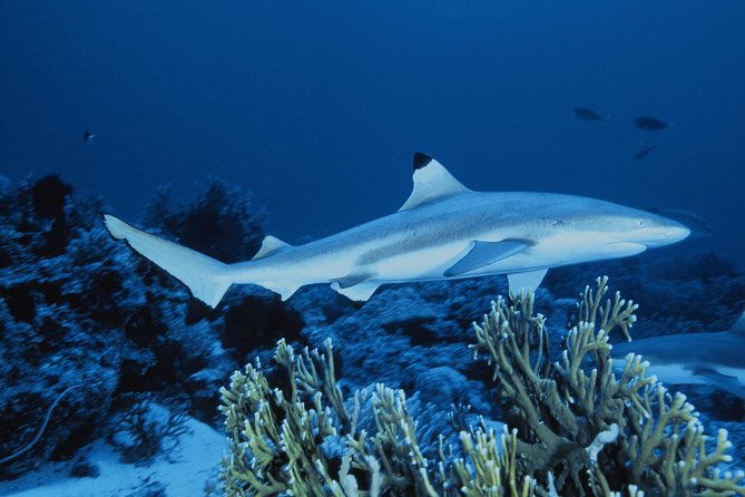 sea-life-great-yarmouth-general-admission