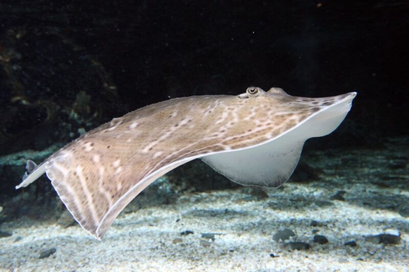 sea-life-great-yarmouth