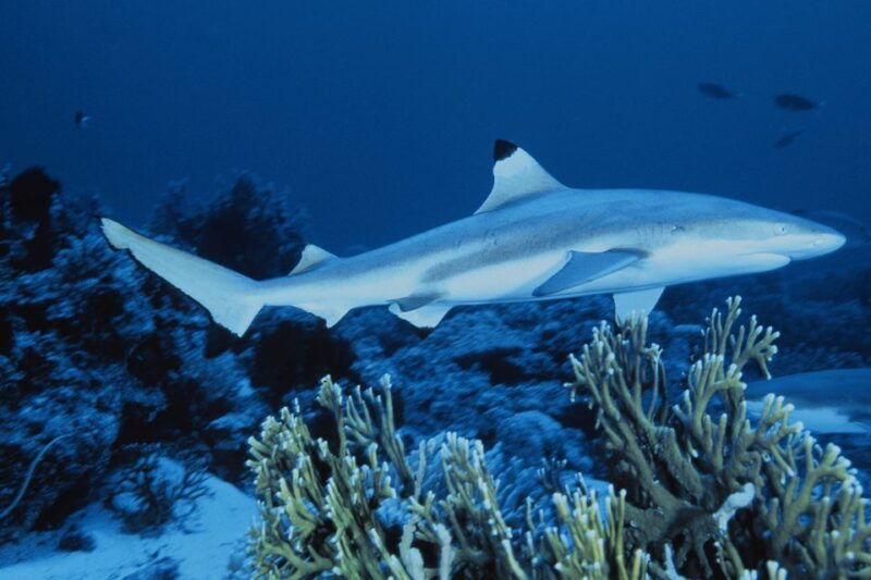 sea-life-great-yarmouth