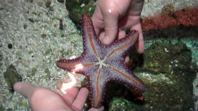sea-life-hannover-ticket-incl-animal-crossing-event