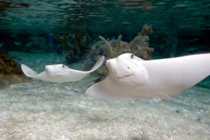 sea-life-kansas-city-aquarium-admission-ticket-2