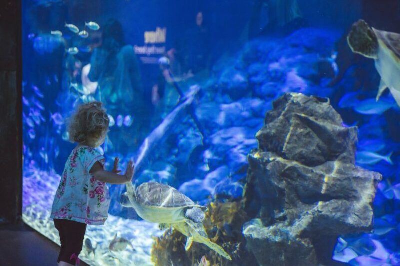 Sea Life Kelly Tarlton's Aquarium General Admission - Key Points