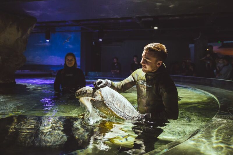 Sea Life Kelly Tarlton's Aquarium General Admission - A Closer Look at the Experience