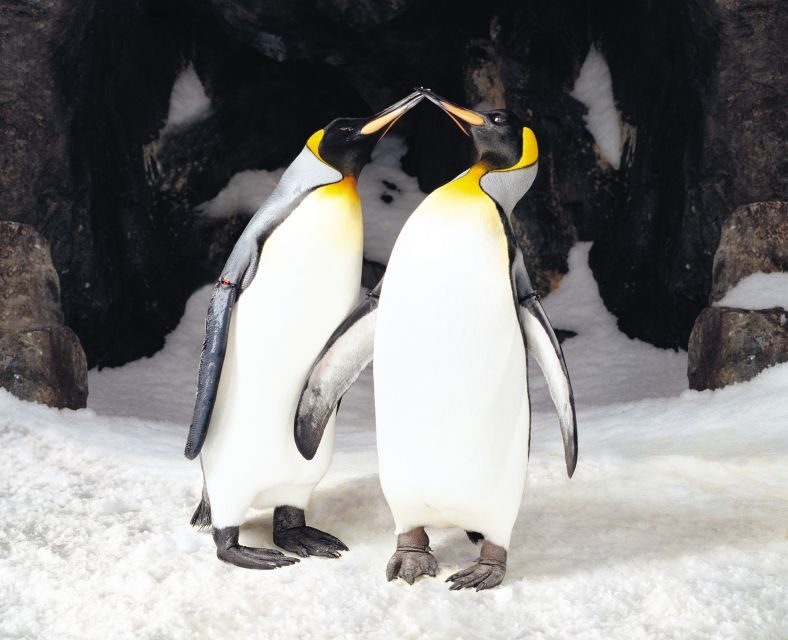 Sea Life Kelly Tarlton's Aquarium General Admission - Final Thoughts: Is It Worth It?
