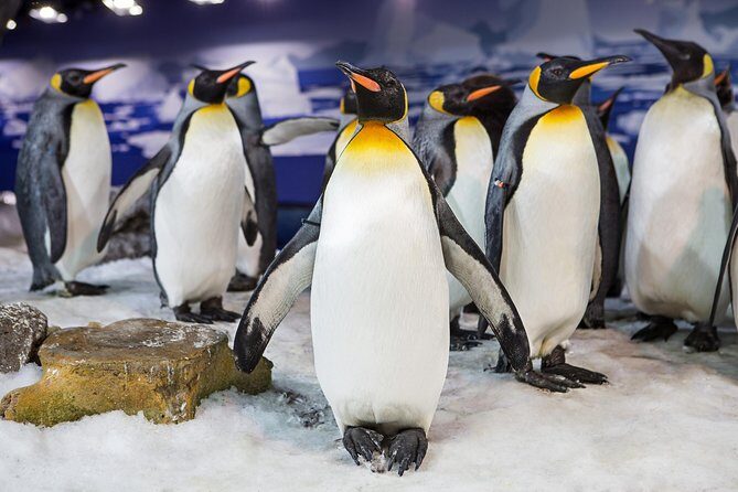 SEA LIFE Kelly Tarlton's General Admission - A Closer Look at What Youll Experience