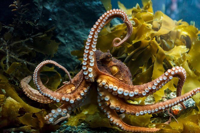 SEA LIFE Kelly Tarlton's General Admission - FAQ