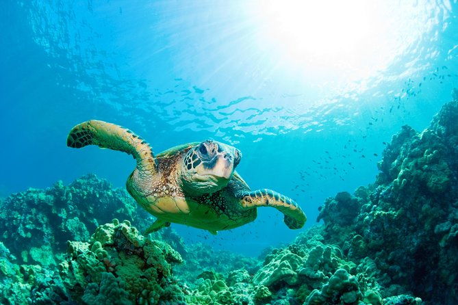 sea-life-loch-lomond-general-admission-ticket
