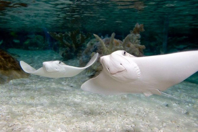 sea-life-orlando-aquarium