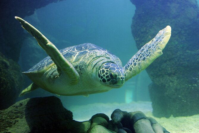 sea-life-orlando-aquarium