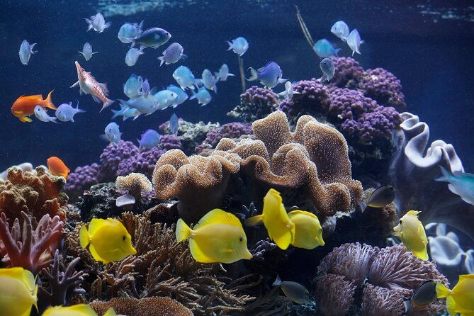 sea-life-speyer-admission-ticket