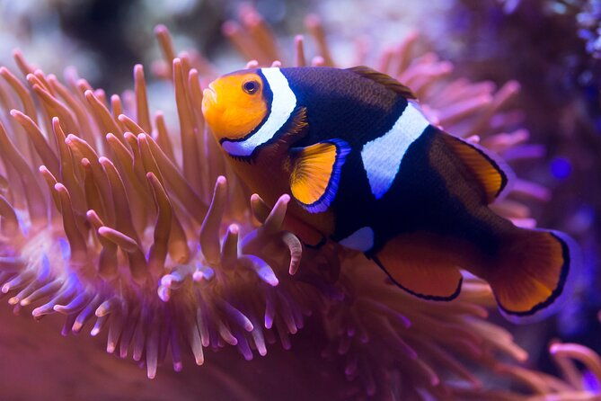 sea-life-speyer-admission-ticket
