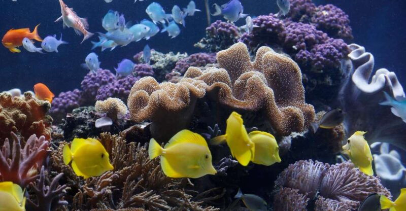 sea-life-speyer-ticket