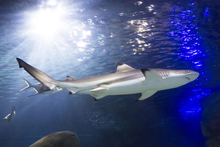 sea-life-speyer-ticket