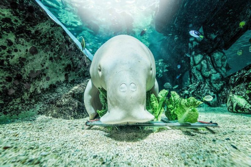 SEA LIFE Sydney Aquarium Entry Ticket - An In-Depth Look at SEA LIFE Sydney Aquarium