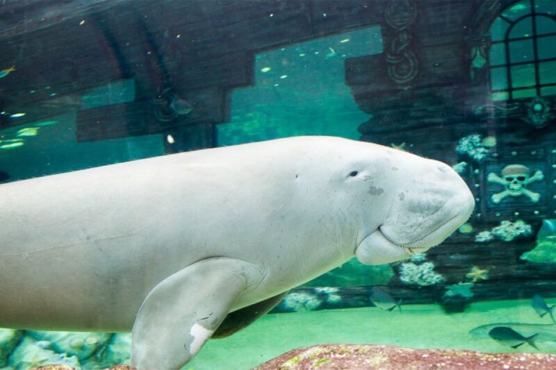 SEA LIFE Sydney Aquarium Entry Ticket - Who Should Consider Visiting?