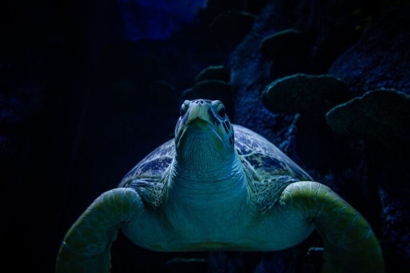 SEA LIFE Sydney Aquarium Entry Ticket - Frequently Asked Questions