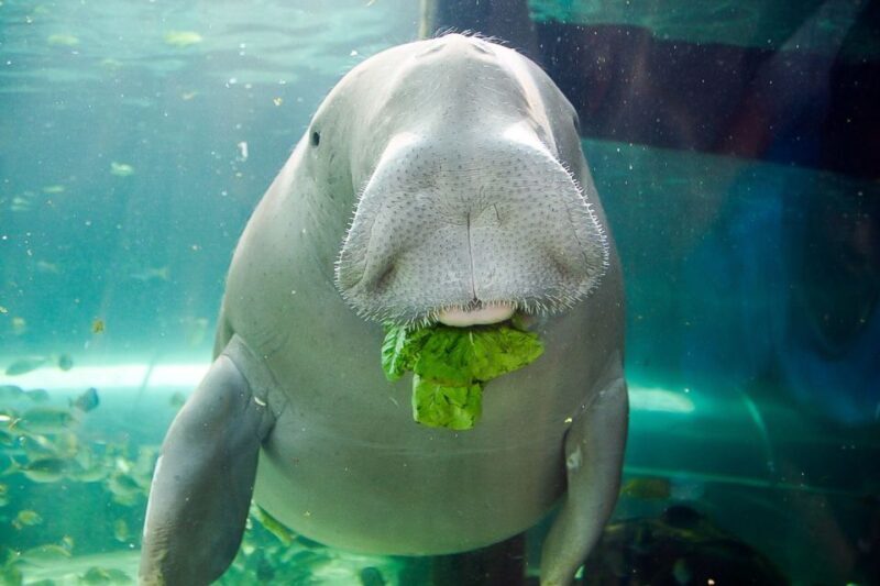 SEA LIFE Sydney Aquarium Entry Ticket - Final Thoughts