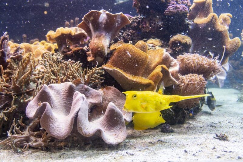 sea-life-timmendorfer-strand-ticket