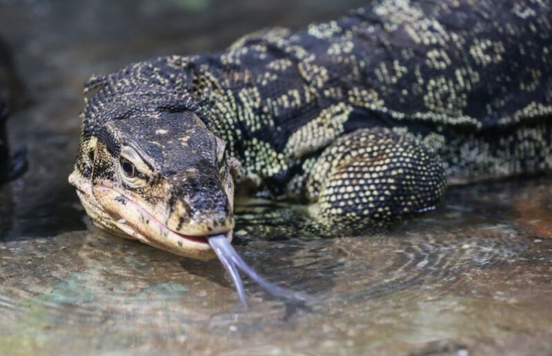 sea-life-timmendorfer-strand-ticket