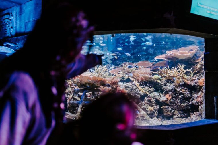 sea-life-weymouth-admission-ticket-2