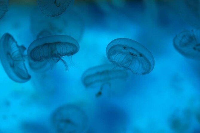 sea-life-weymouth-admission-ticket
