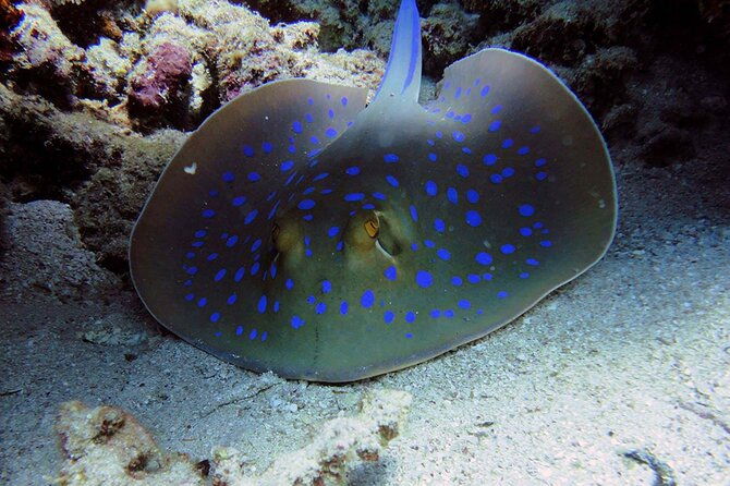 sea-life-weymouth-admission-ticket