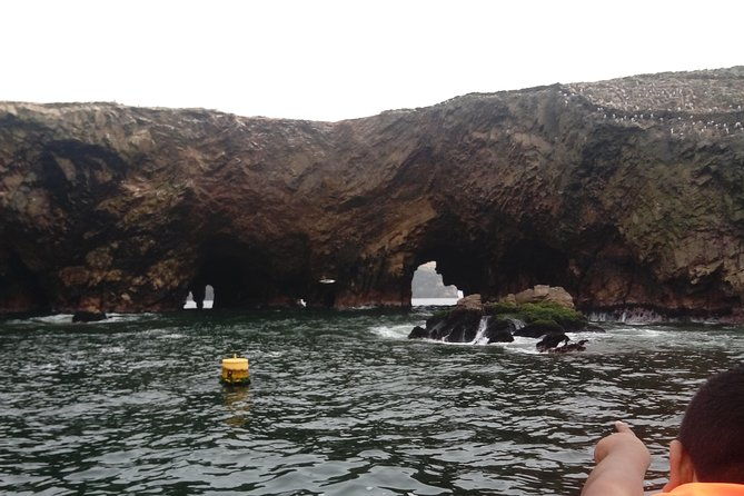 sea-lions-experience-in-the-ocean