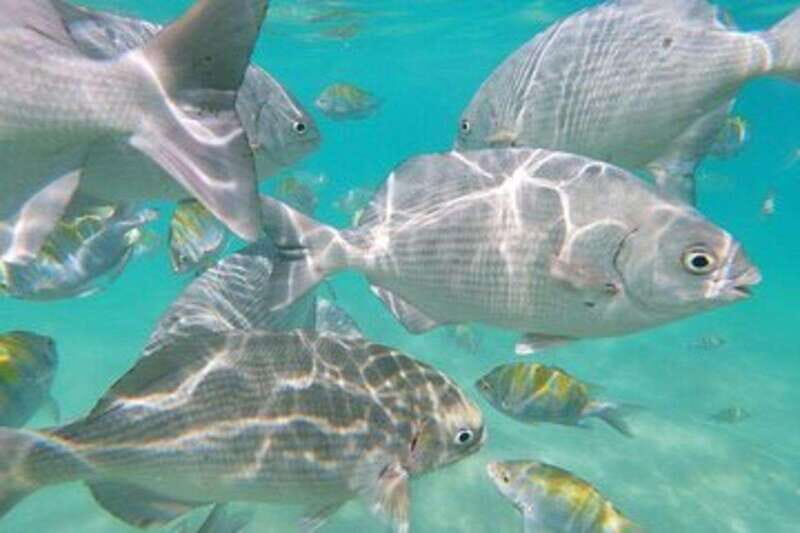 Sea of Cortez: Unforgettable Snorkeling Experience - Key Points