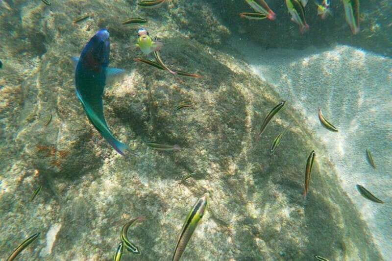 Sea of Cortez: Unforgettable Snorkeling Experience - FAQ